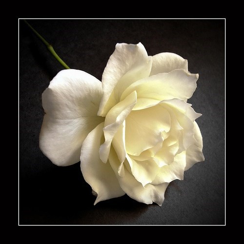 Obituary of Thelma Jean Rickhoff