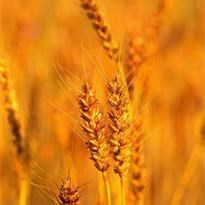 Obituary of Joe M. Steen