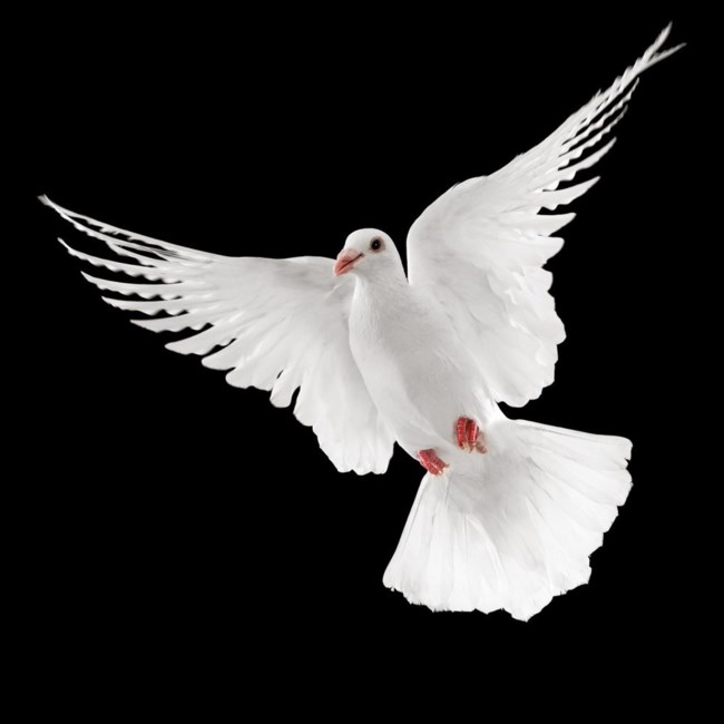 Obituary of Charlotte Horn Watson