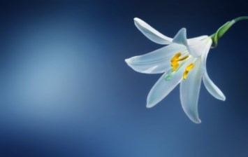 Obituary of Miriam Lynn Webb