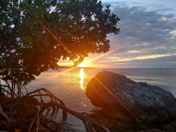 Obituary of William Whitfield Miller Jr.