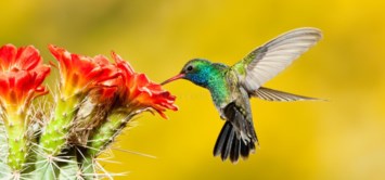 Obituary of Maria Concepcion Jaimes Mendez