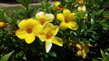 Obituary of Clara Lydia Elliot