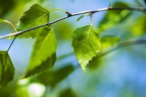 Avis de décès de Ali Mohamed Angalo Kouri