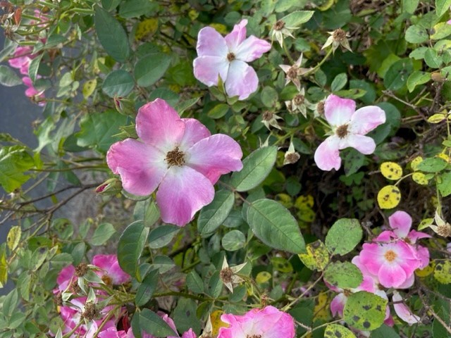 Obituary of Terri Anderson