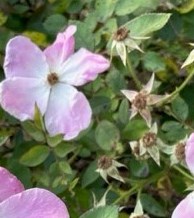 Obituary of Terri Anderson