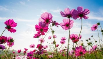 Obituary of Shirley Ann Brandon