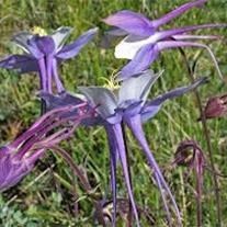 Obituary of Miriam Ann Allen