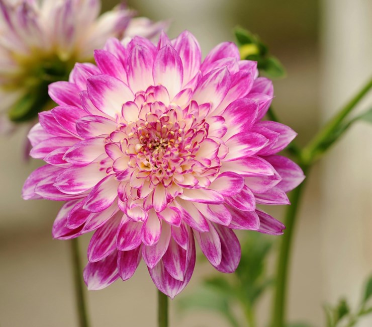 Obituary of Carol Gilbert Stanton
