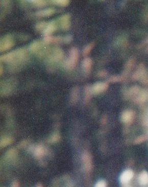 Barbara Williams Obituary Palm Bay, FL