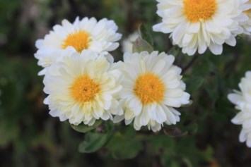 Avis de décès de Esmeralda Garcia