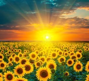 Obituary of Alicia Meza