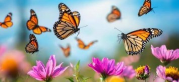 Obituary of Teresa Lynn Carnahan