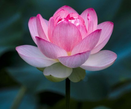 Obituary of Helen Lopez Oller