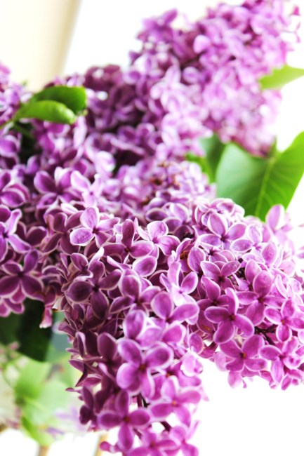 Obituary of Lynnette M. Lannon