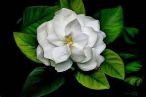 Obituary of Louise E. Douglas