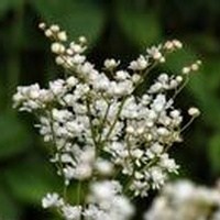 Obituary of My Kim Nguyen