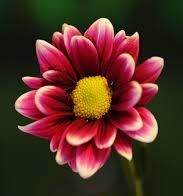 Obituary of Peggy S Paul