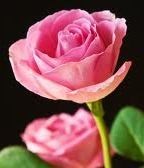 Obituary of Rita Mary Mayer