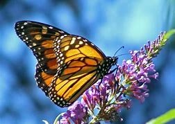 Obituary of Barbara Christine Gillmore