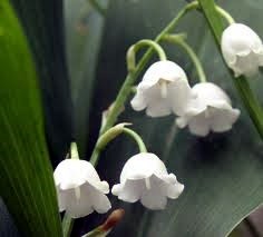 Obituary of Vera Coleman