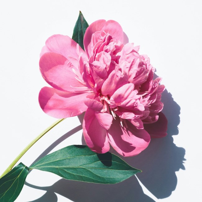 Obituary of Linda Lee McDaniel