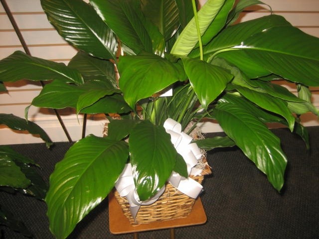 Bill Bradford Obituary - Rogers, AR