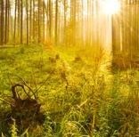 Obituary of Donald Wayne Fitzgerald