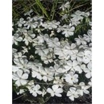 Obituary of Wanda Frances Lyons