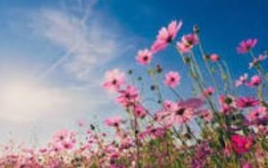 Obituary of Joyce Lauder McKaig