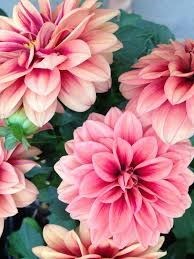 Obituary of Phyllis A Heath Tracey