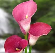 Obituary of Charles Ulysses Harrington