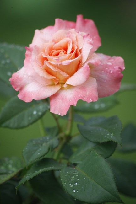 Obituary of Nila Ramirez Rosello