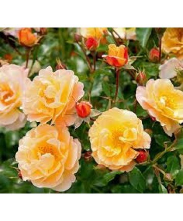 Obituary of Maureen Elizabeth Connors