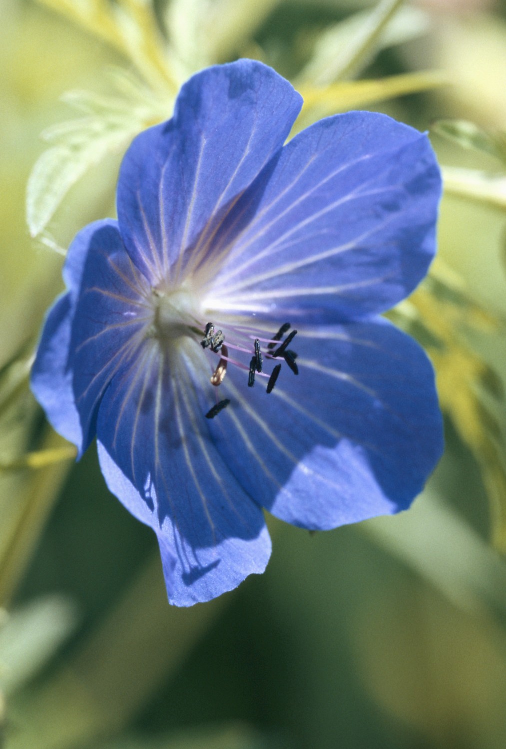 Cynthia Phares Obituary Falls Church Va