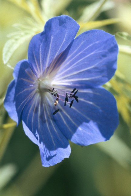 Obituary of Grace Virginia "Bill" Feagans