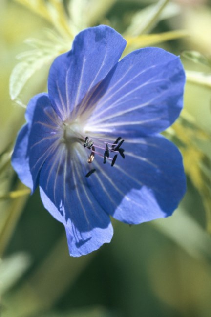 Obituary of Jean Campbell Bradman