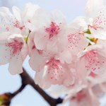 Elizabeth Lyons Obituary (elizabeth, lyons, obituary) Mary Lyons