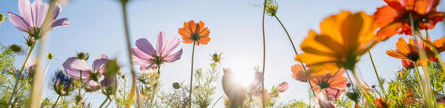 Obituary banner image